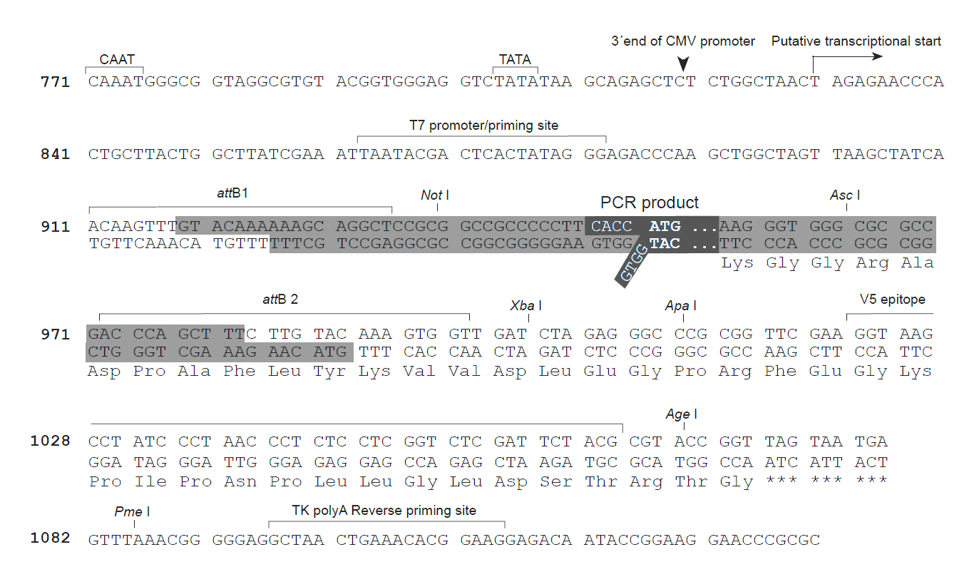pcDNA3.2-GW-D-TOPO 克隆位点 点击看大图 pcDNA3.2-GW-D-TOPO 克隆位点